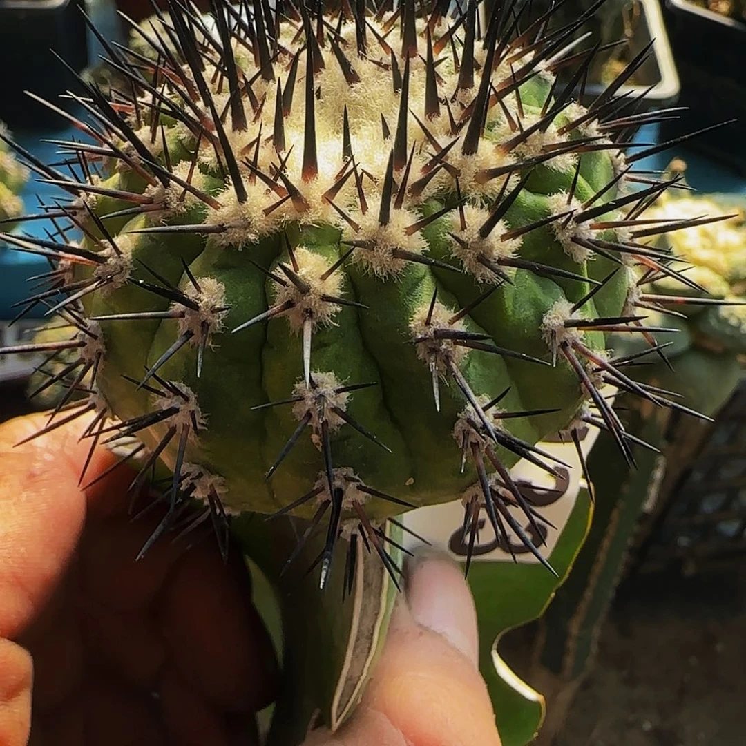 鬼神龙433仙人球