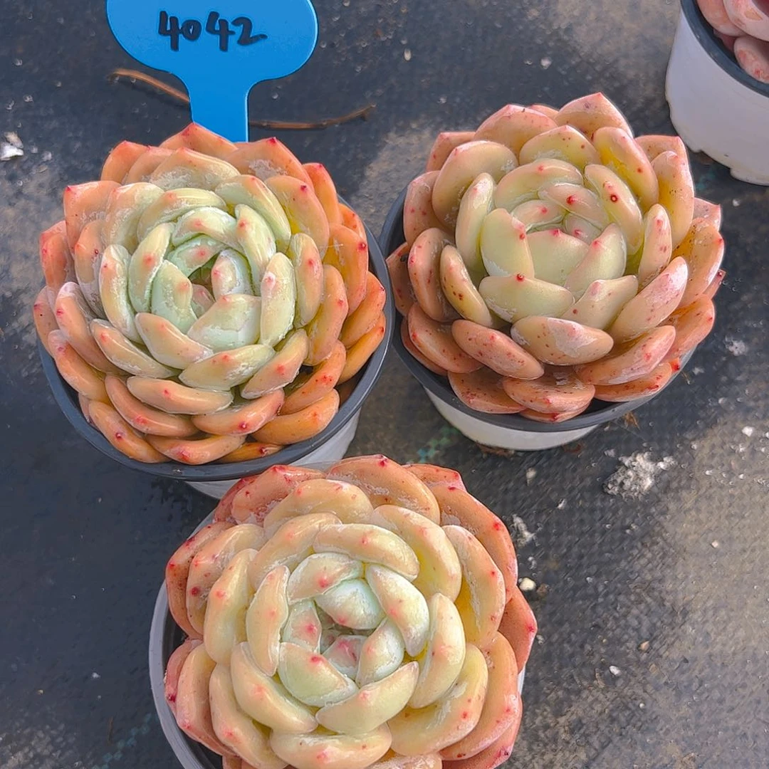 韩橙三颗4042号一物一拍