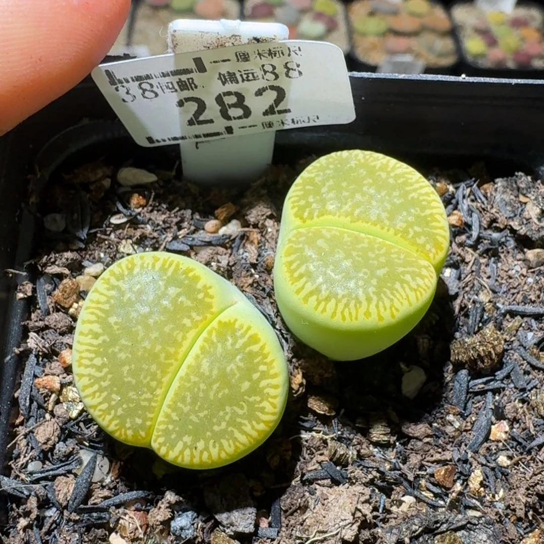 Sss精品便宜出282