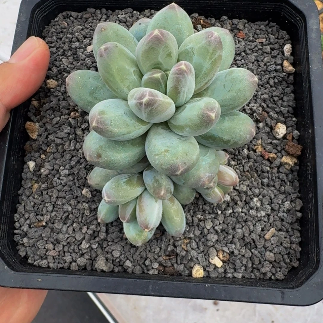 维珍美人 一物一拍