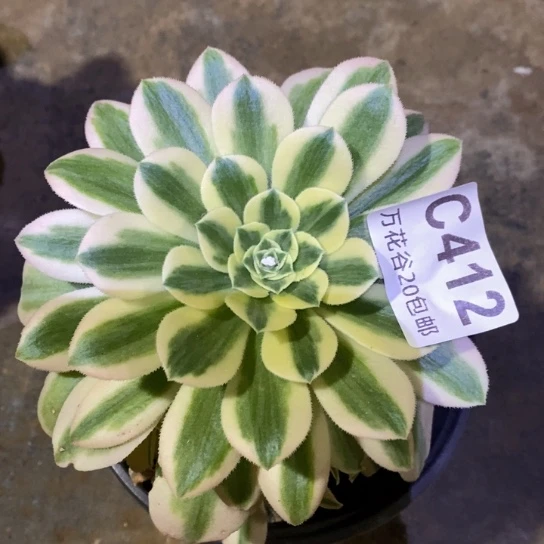 412辛尼亚多肉植物