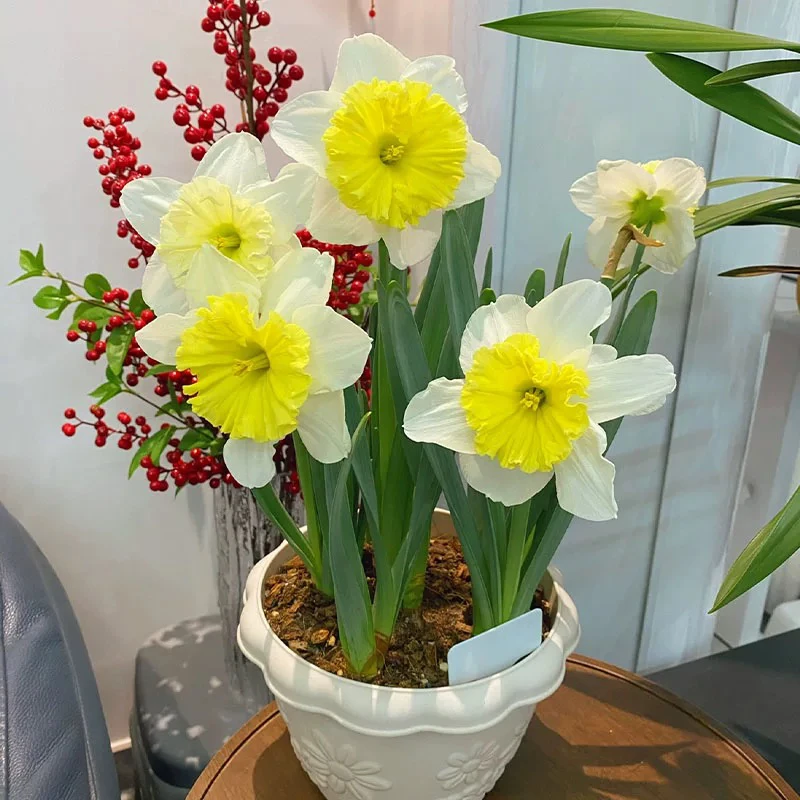 网红款【酒杯】1颗装 洋水仙花遇水就开花耐寒好养