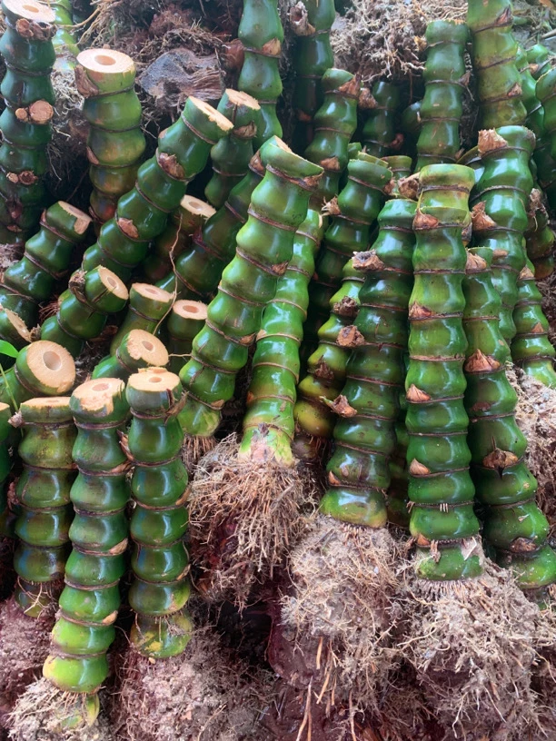 8年桩高度50公分粗度5公分