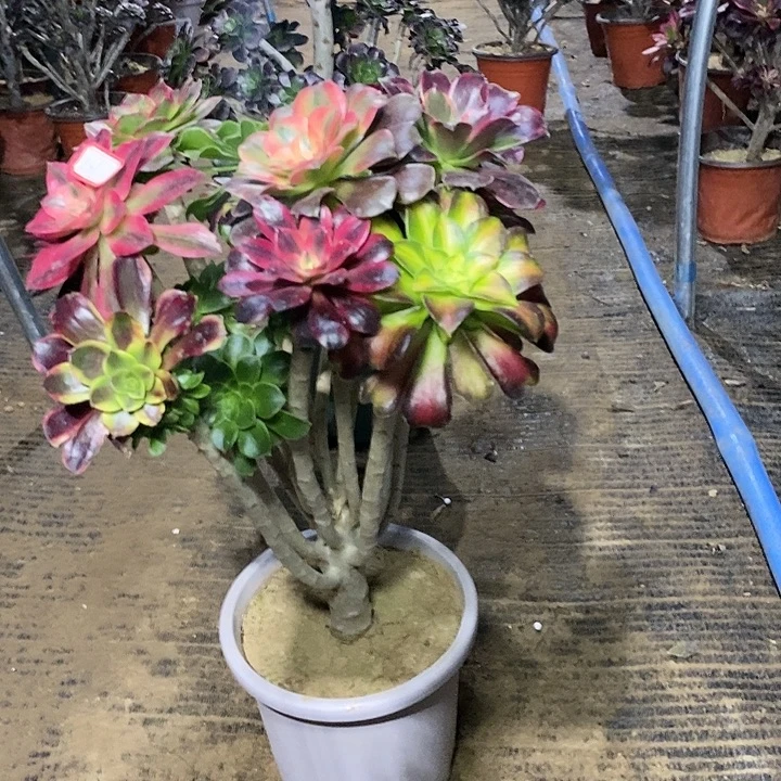 131，嫁接多品种多肉法师