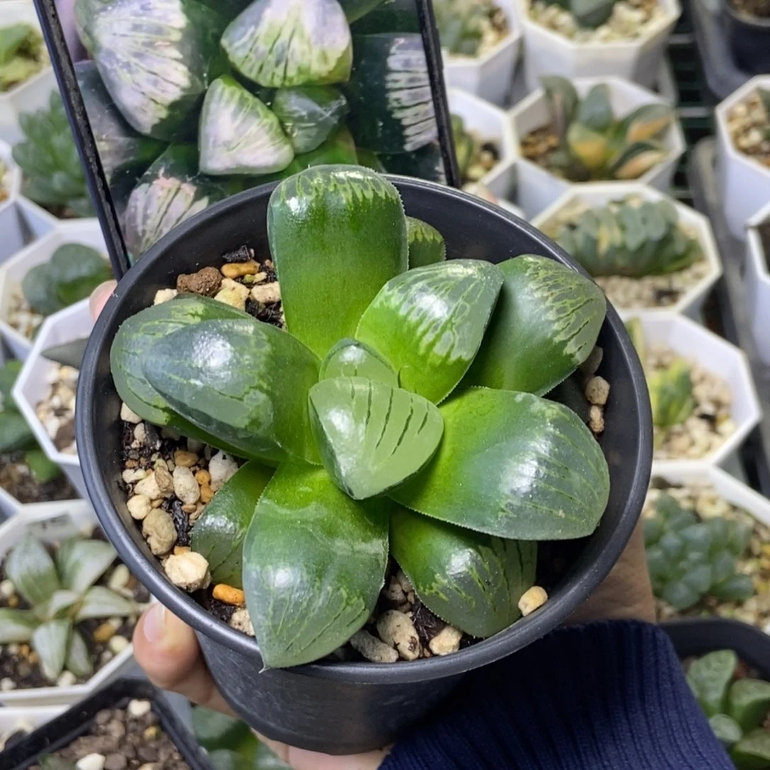 奥特A寿一物一拍的