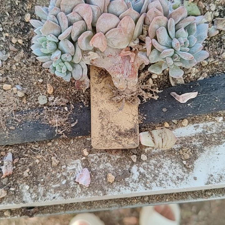 O耶福利福利不售后