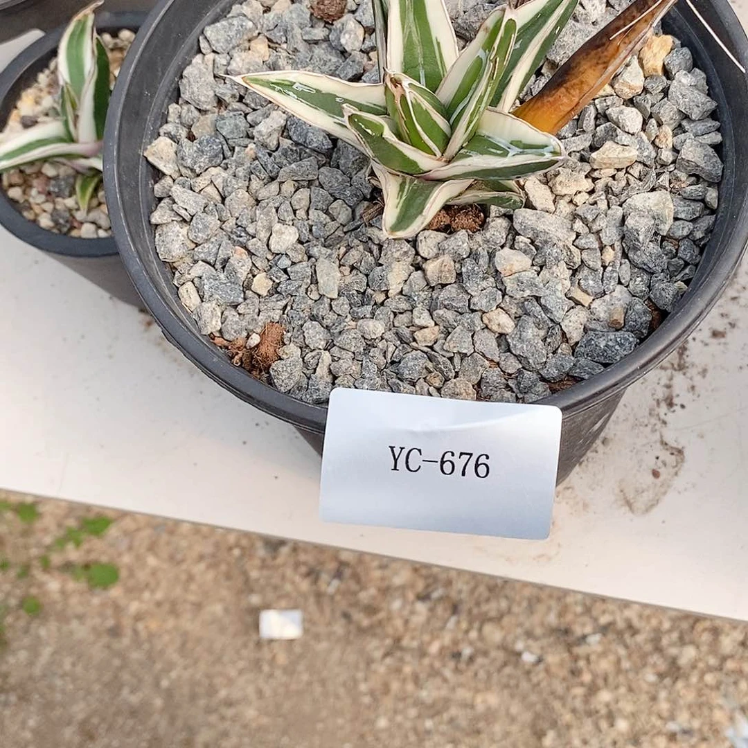 冰山。龙舌兰。111