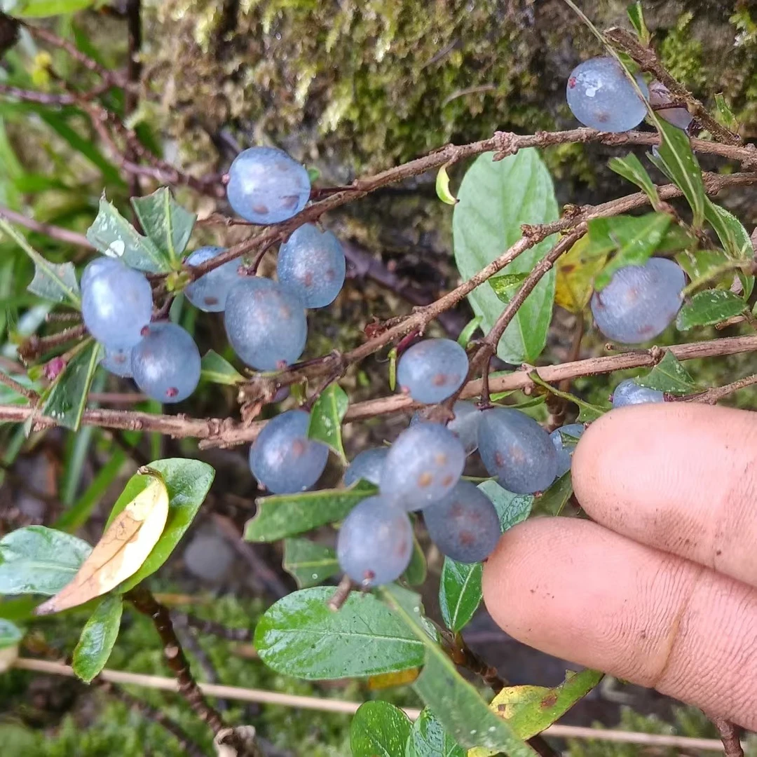 蕊帽忍冬一物一拍 喜水好养