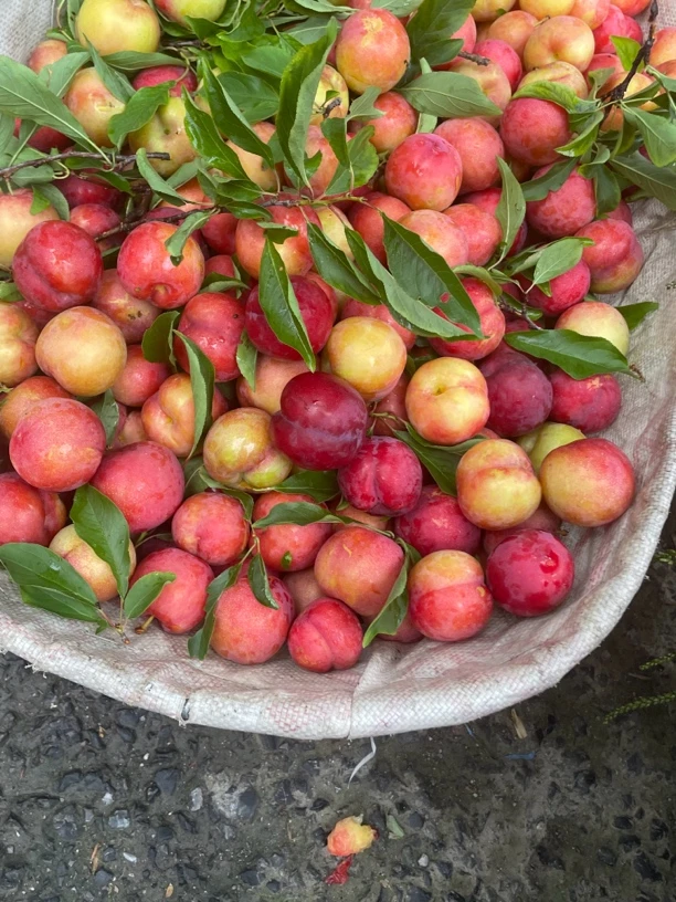 贵州高山农家栽秧李