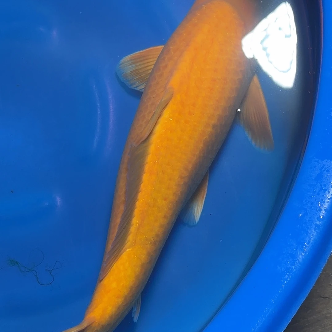 山***么锦鲤锦鲤杀手介子