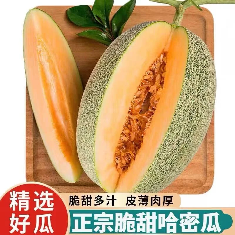 海南西州蜜25号哈密瓜新鲜脆甜多汁应季现摘水果产地直发整箱包邮