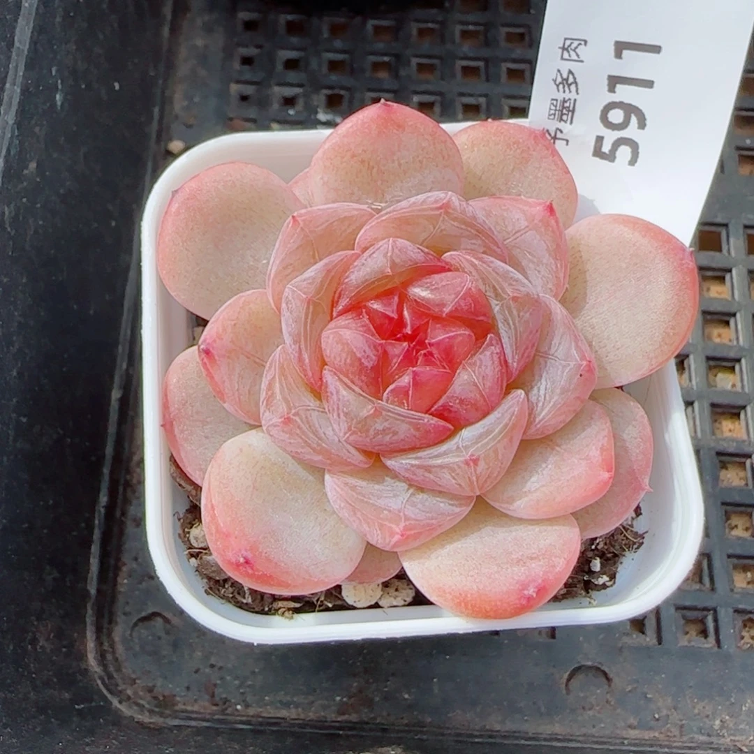 红蔷薇，5911多肉植物