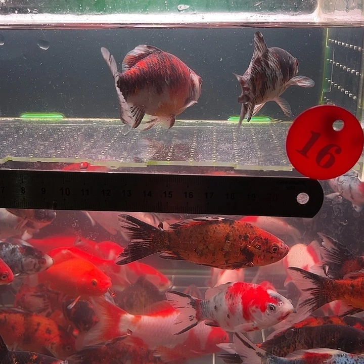 金鱼包邮12345678