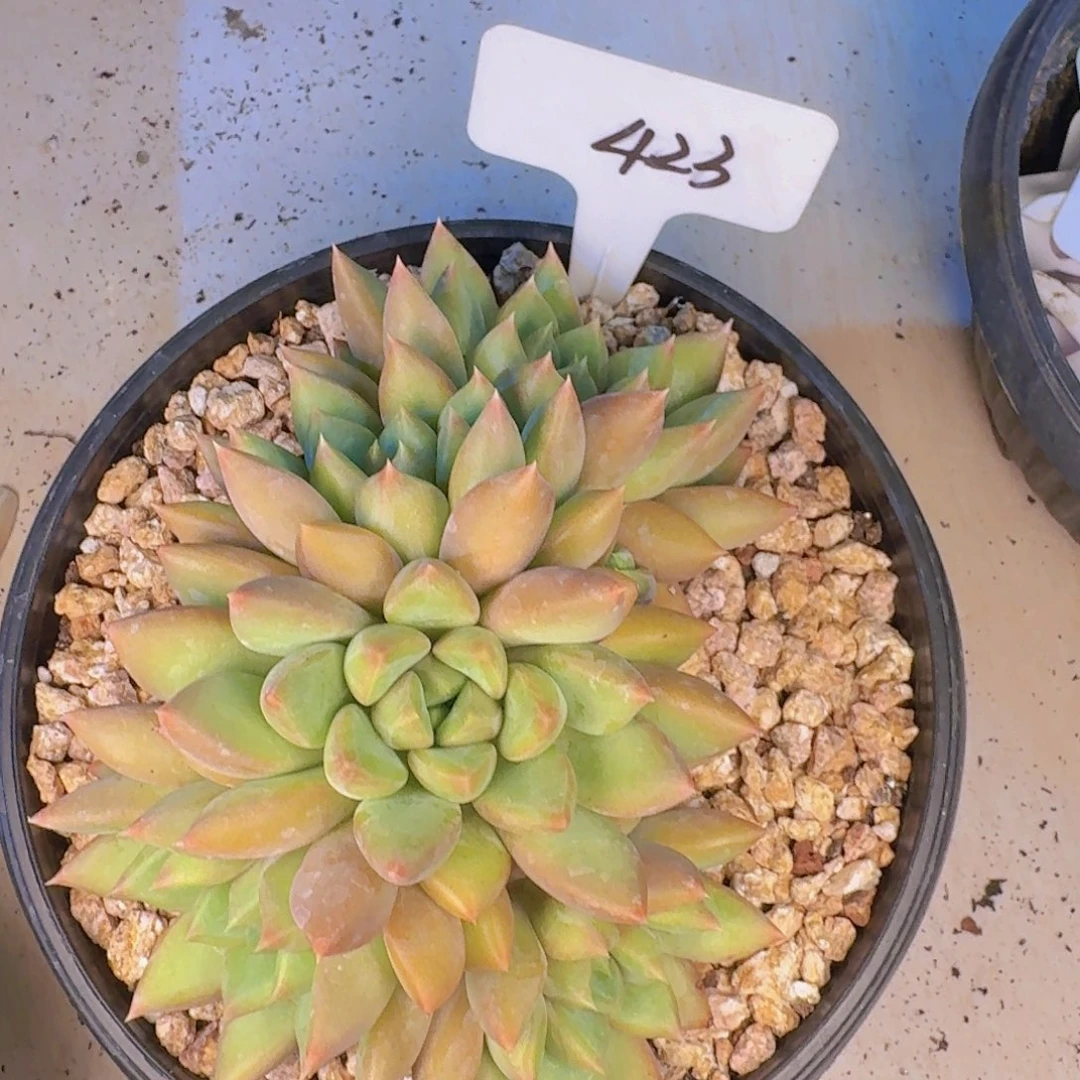 多肉植物和植物的生长