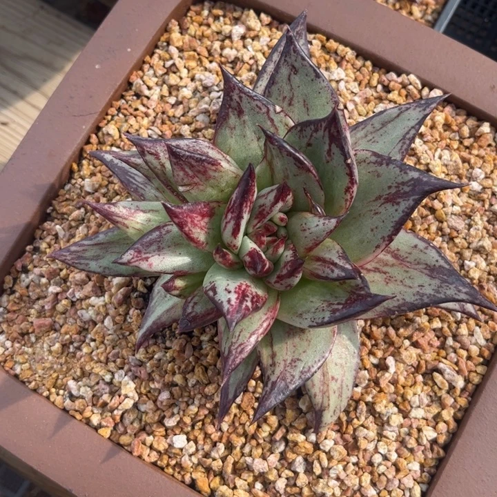 大尺寸拉丝1111111