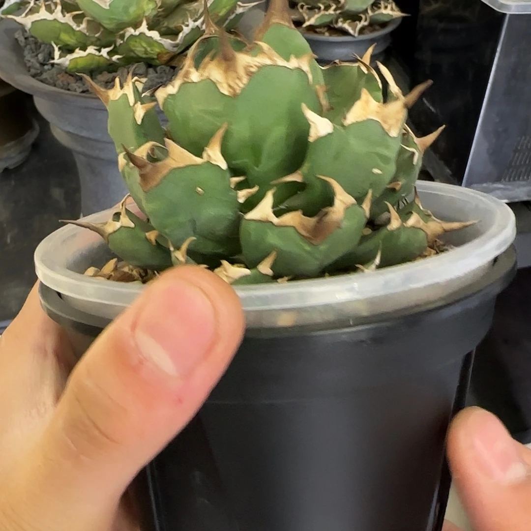 积仁111111111111111