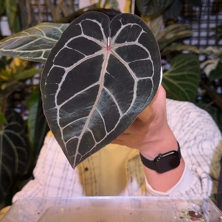 完全开放L162 黑曜石杂黑水晶