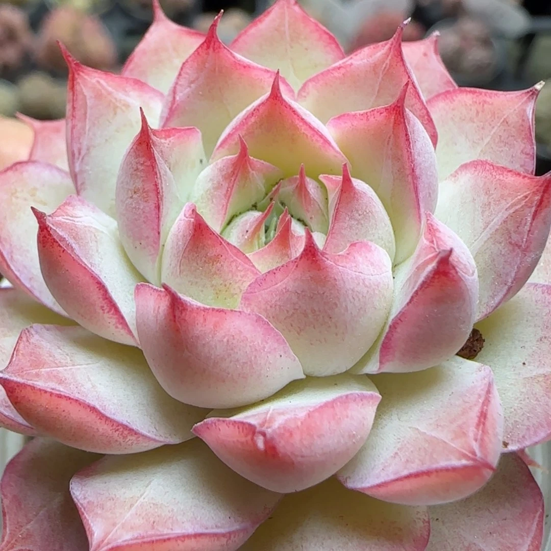 花语逸境0221-738