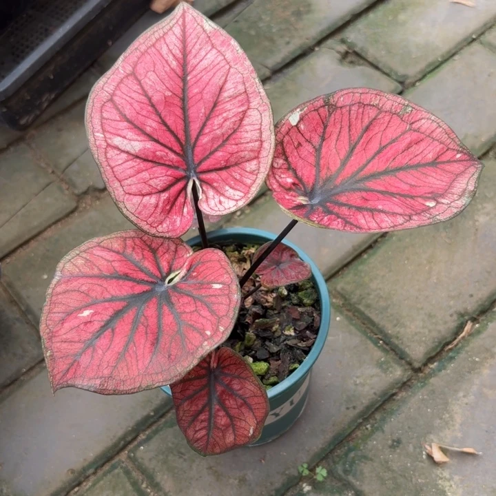 泰国彩叶芋61-0805