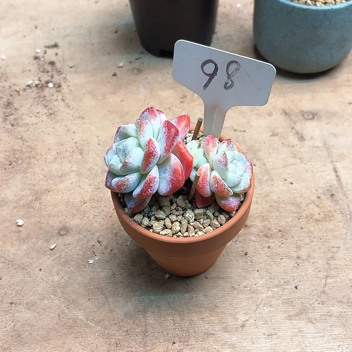 多肉植物，冰玉98号