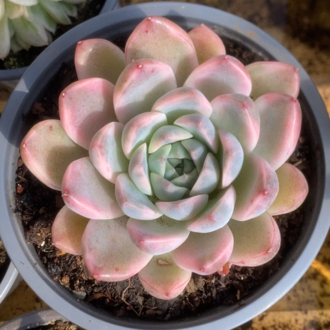 086阿尔巴佳人锦锦锦锦锦