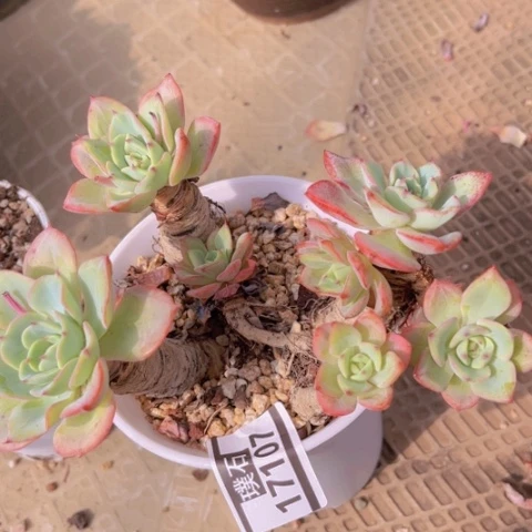 奶油黄桃17107多肉植物
