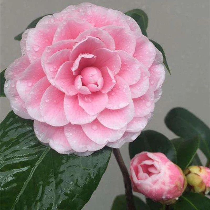 粉丹茶花苗花卉盆栽赤丹科变异精品山茶花