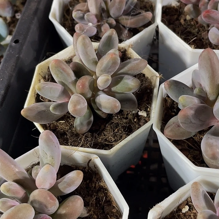 美人手指带盆土发货