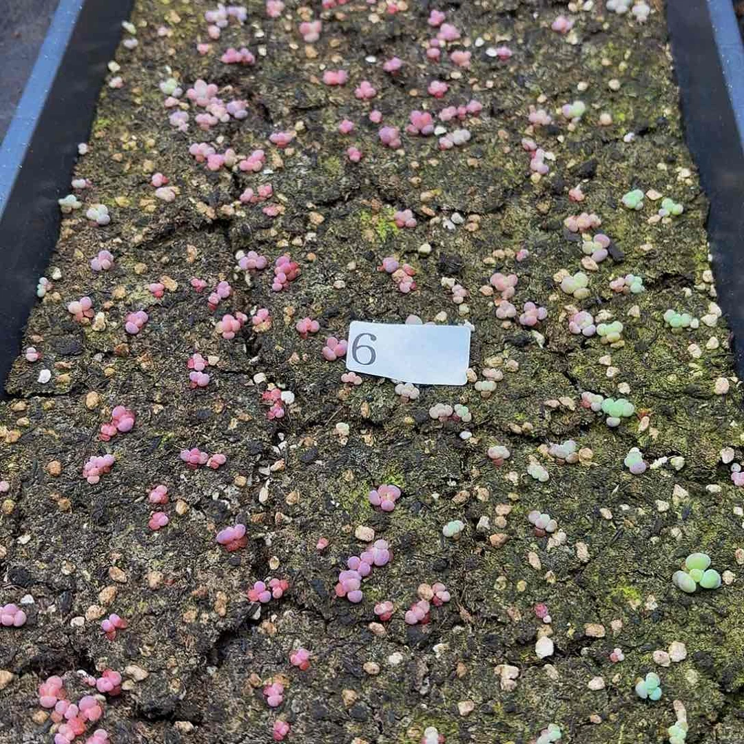 多肉植物多肉植物6