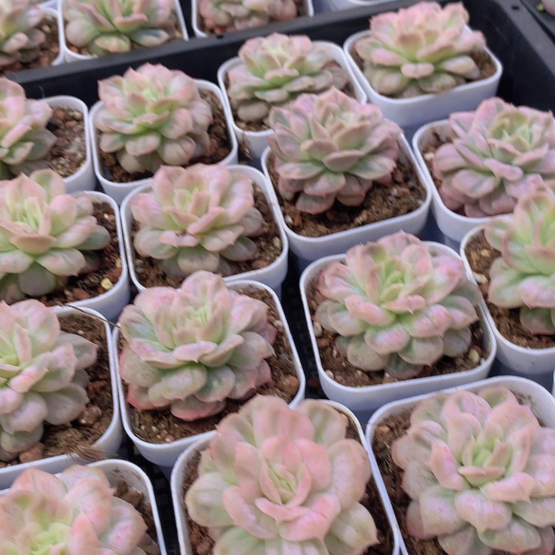 泡泡纱裙34667889900000