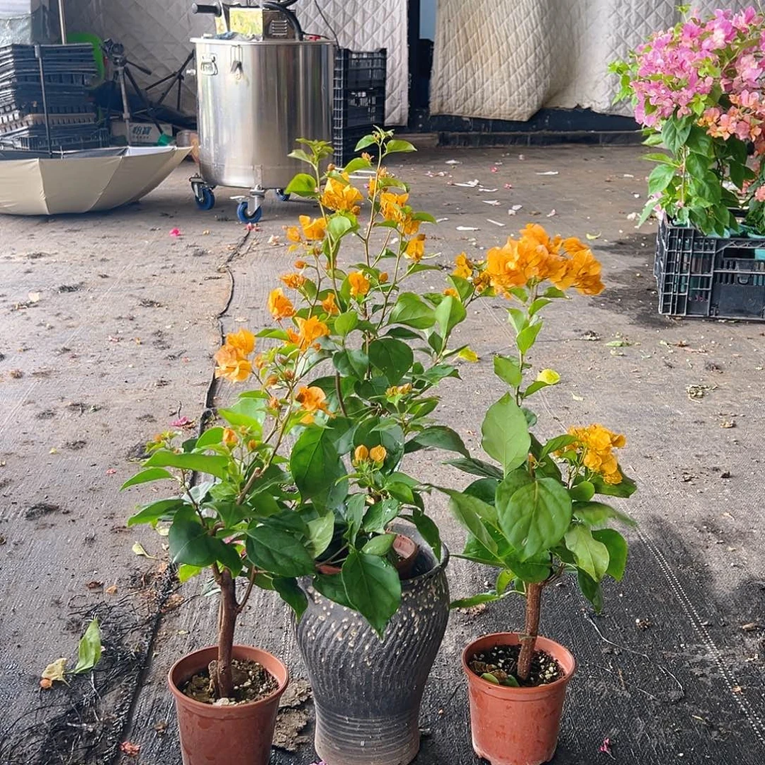 当前无花栽培后可以开花加州黄掌中宝一颗
