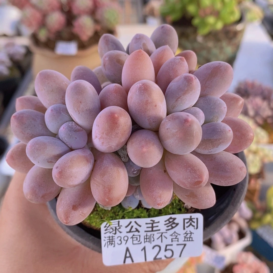 汤圆8cm1257多肉植物