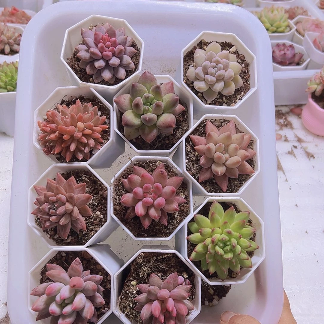 美人组合10盆八角盆