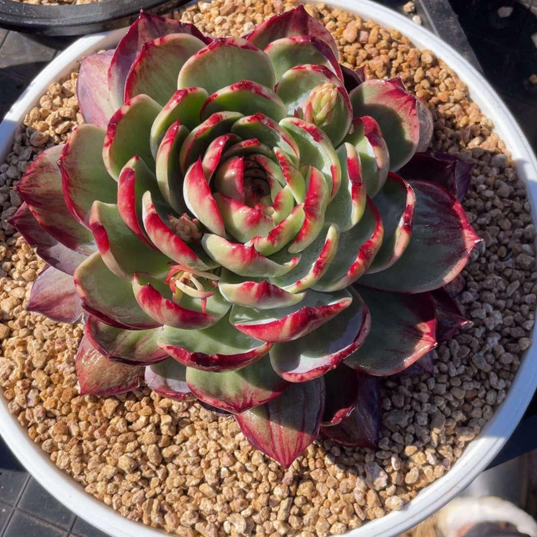 惊鸿仙子冠服19左右