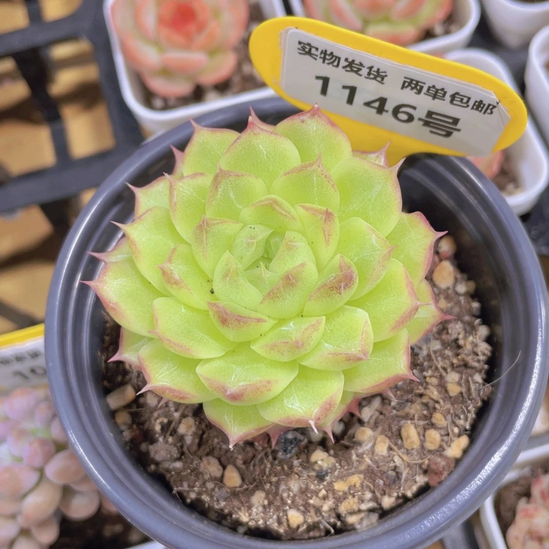 1146号 绿透睫毛麦秆单头一个