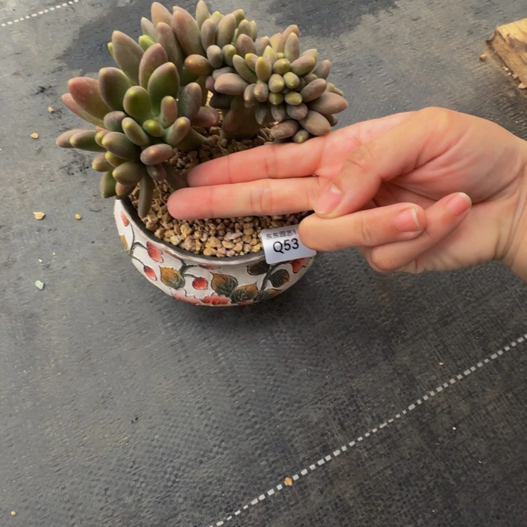 q q q q q q q q q q 53