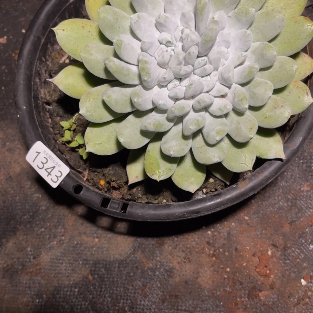 *****仙女杯多肉杂交植物