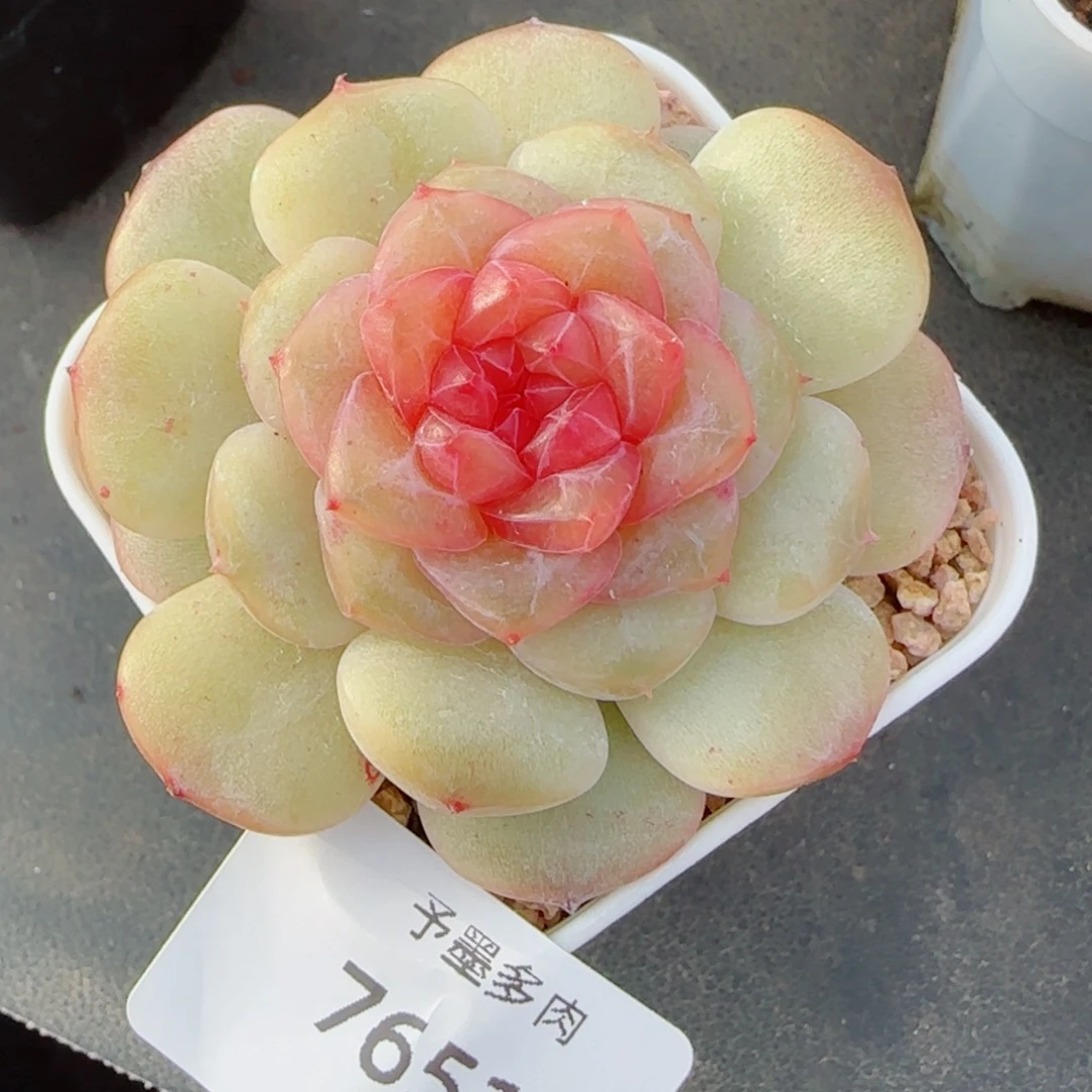 棉花糖，7651多肉植物