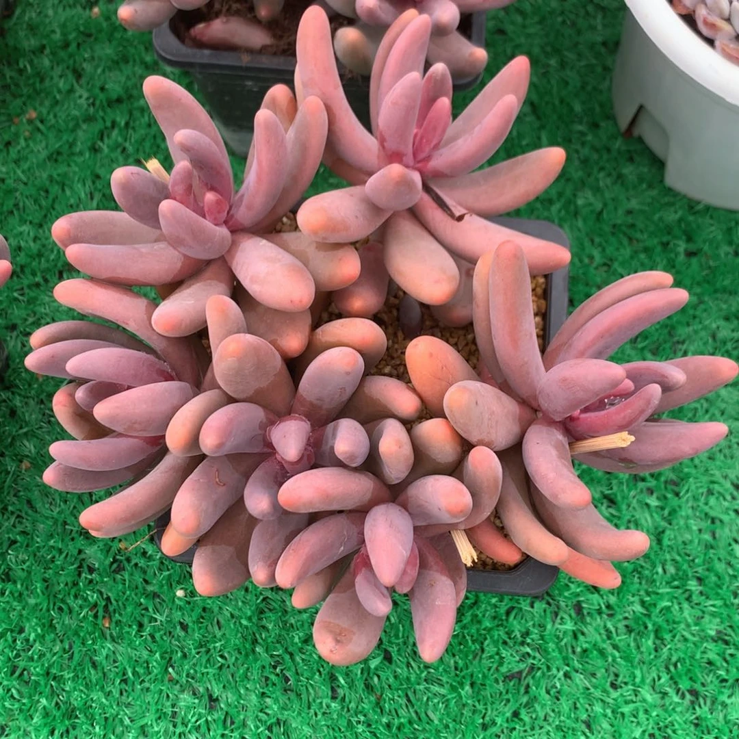 红手指无砍平头一物一拍