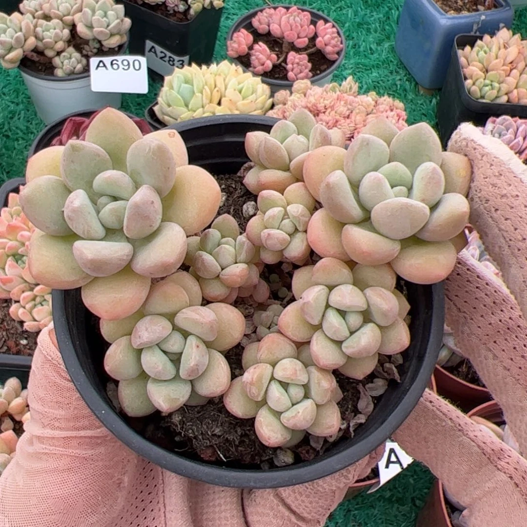 佳*玲696 满38元包邮一物一拍