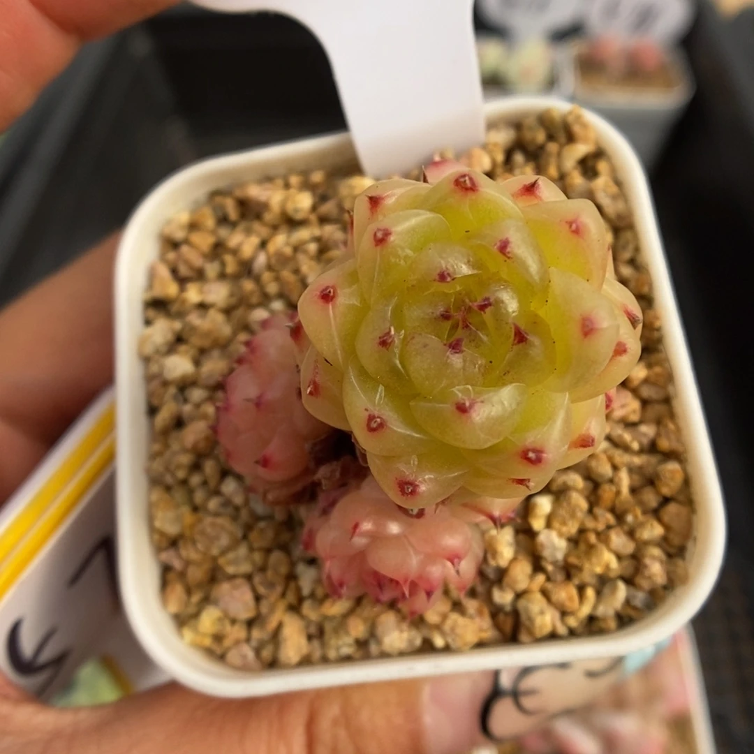 墨***兮润玉珍妮561号。