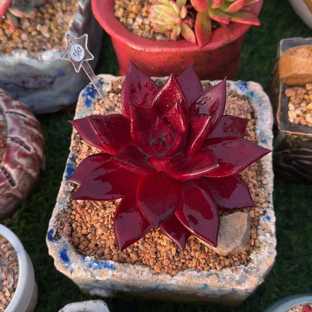 多肉植物罗宾单头