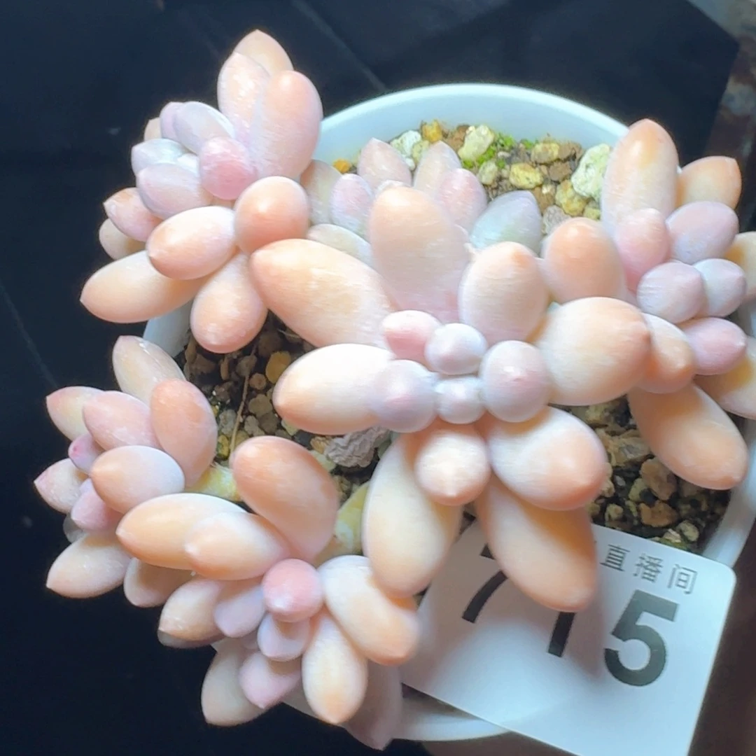 汤圆群生            精美多肉植物