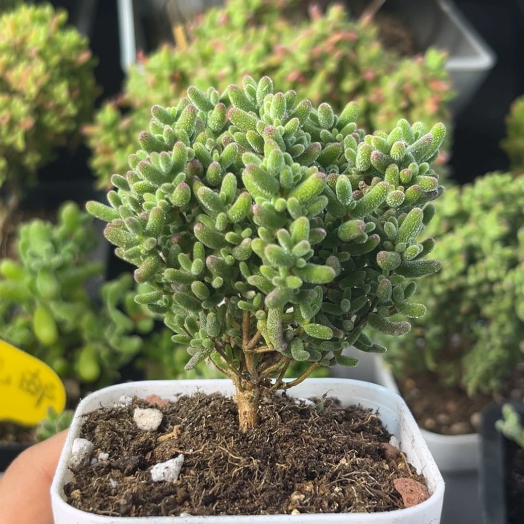 952蜜桔糖球小树。