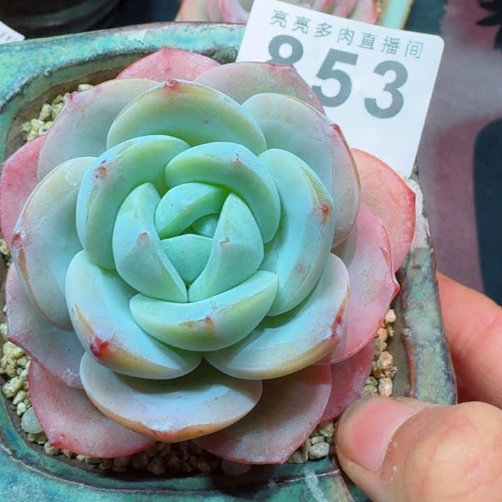 陌****雪茶优选         精控精养多肉植物