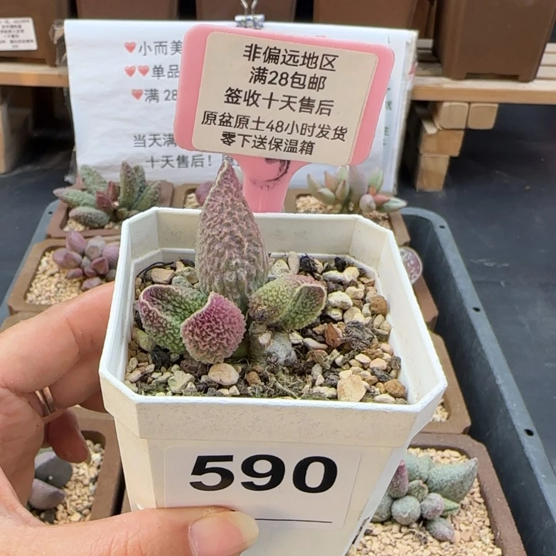 唯***我590胖伍多肉的植物