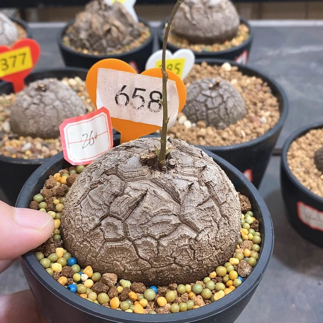 南非龟甲龙龟甲龙