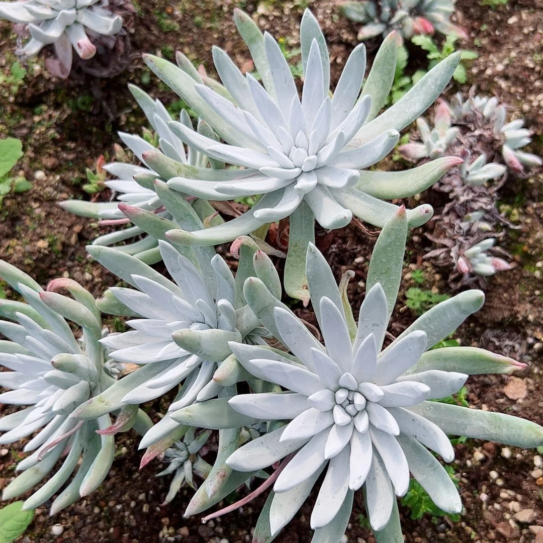 ღ****2439除霜杂交多肉