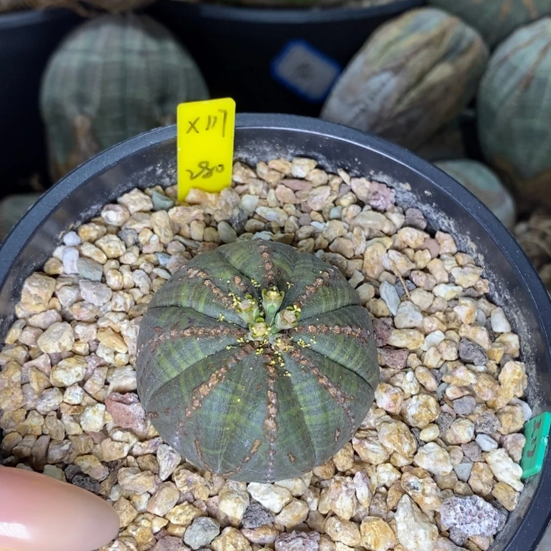 37欧系实生布纹球一物一拍