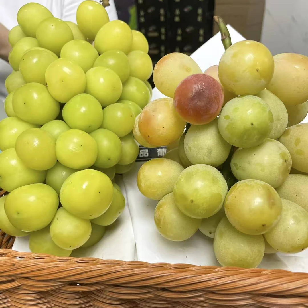 【马陆葡萄双拼】正宗马陆葡萄新鲜采摘葡萄阳光玫瑰妮娜皇后上海市